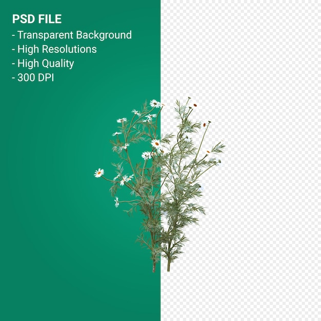 PSD drzewo renderowania 3d na przezroczystym tle