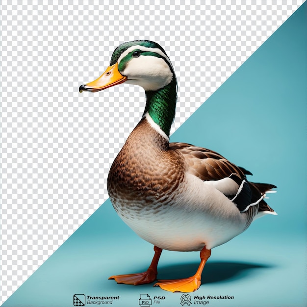 PSD duck isolated on transparent background