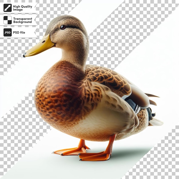 PSD a duck with a tag that says duck on it