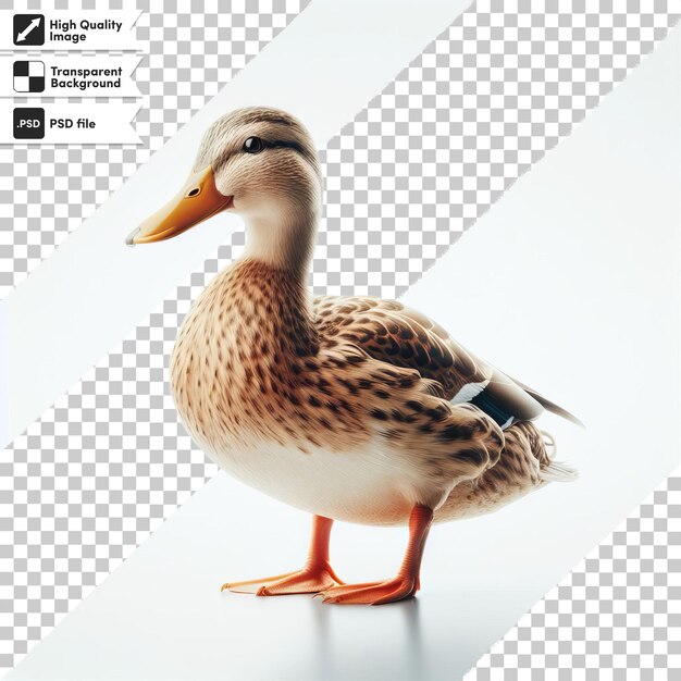 PSD a duck with a yellow beak stands on a table