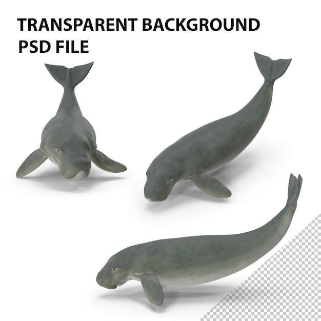 PSD dugong playful pose png