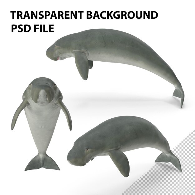 PSD dugong swimming pose png