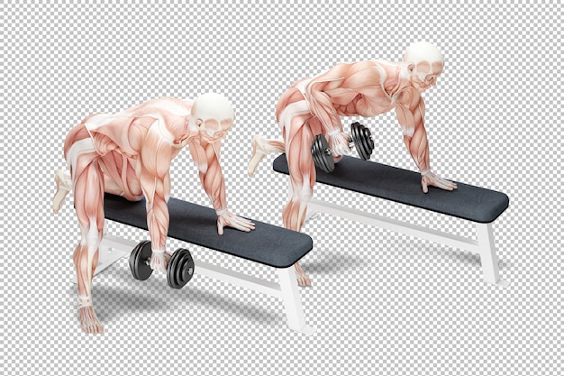 Dumbbell rows exercise anatomical illustration