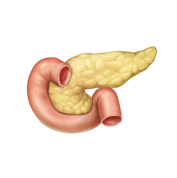 Duodenum