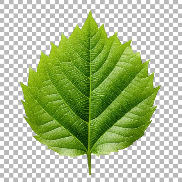 PSD durian leaf on transparent background