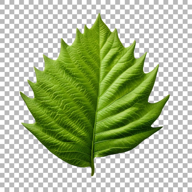 PSD durian leaf on transparent background