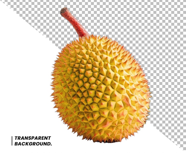 Durian na odosobnionym