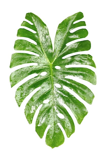 PSD duży zielony liść jest pokazany na białym tle zielony liść samodzielnie na białym tle zielony