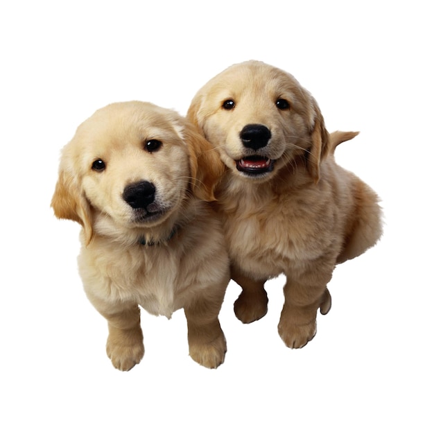 Dwa urocze szczenięta golden retrieverów patrzą na PNG