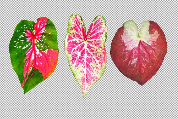 Dwukolorowe Liście Caladium