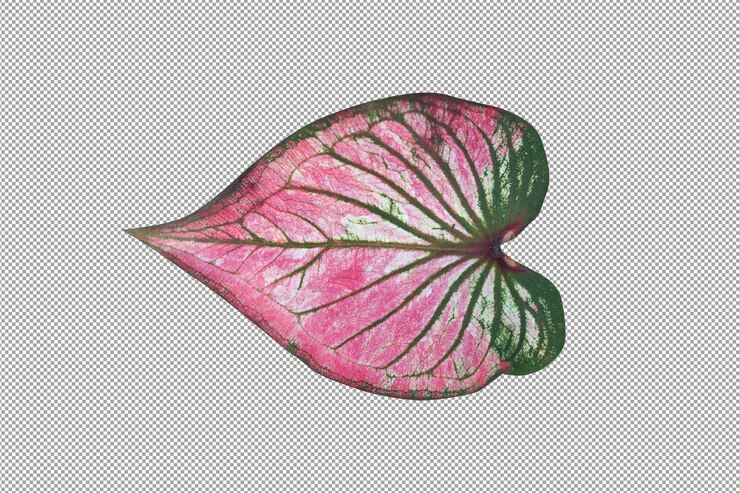 Dwukolorowe liście Caladium