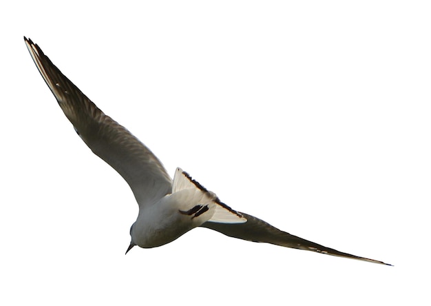 Dynamische foto's van vliegende vogels voor creatief ontwerp en natuurprojecten