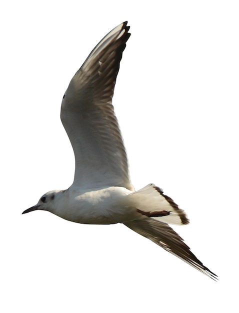 Dynamische foto's van vliegende vogels voor creatief ontwerp en natuurprojecten