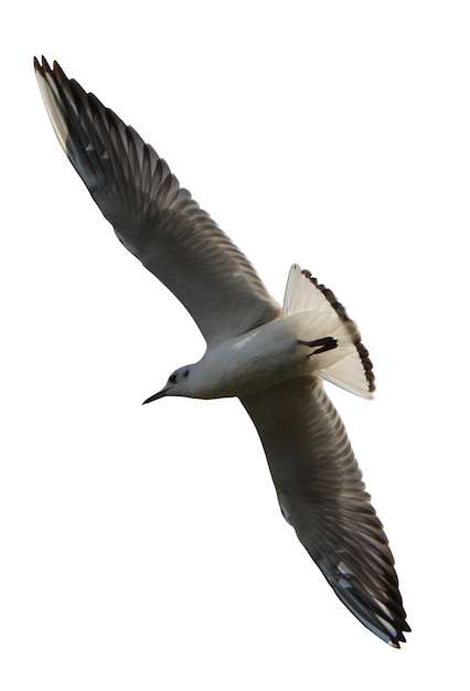 Dynamische foto's van vliegende vogels voor creatief ontwerp en natuurprojecten