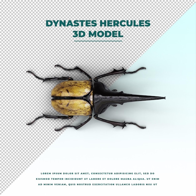 Dynastes hercules beetle