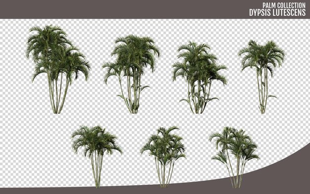 PSD dypsis lutescens palm realistic tree isolated on transparent background 3d render