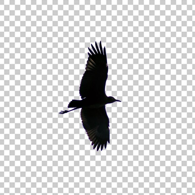 PSD eagle flying isolated on transparent background