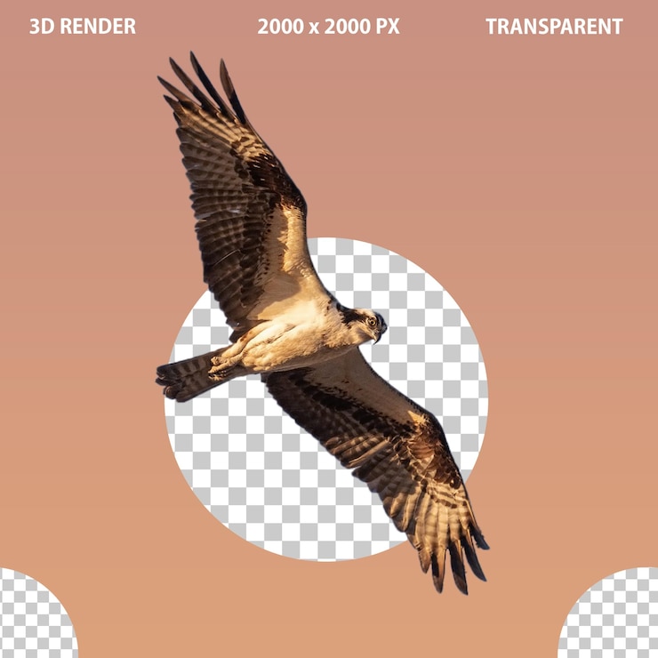 PSD изображение eagle png с прозрачным изолированным фоном