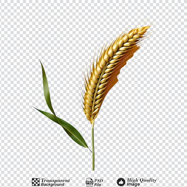 PSD Пшеничный колос, выделенный на прозрачном фоне