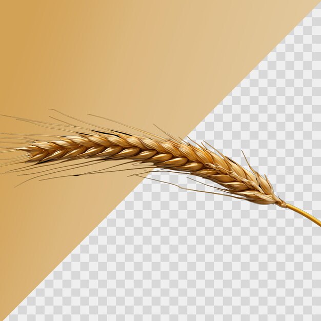 PSD un chicco di grano isolato su uno sfondo trasparente