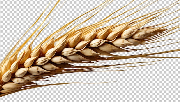 PSD an ear of wheat isolated on or transparet background
