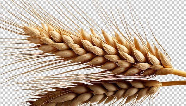 PSD an ear of wheat isolated on or transparet background