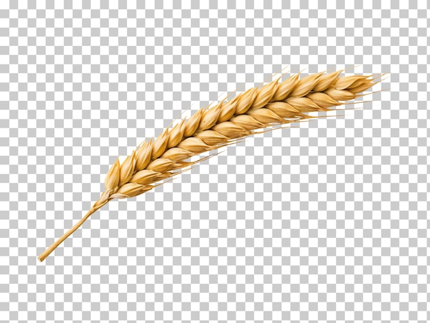 PSD ear of wheat spikelet isolated on transparent background png psd