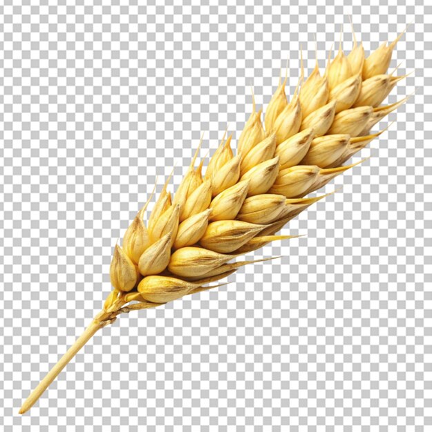 PSD an ear of wheat transparent background