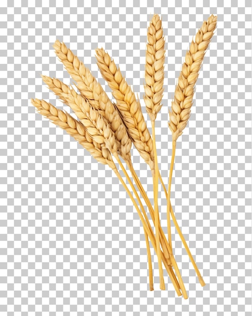 Ears of wheat isolated on transparent background png psd