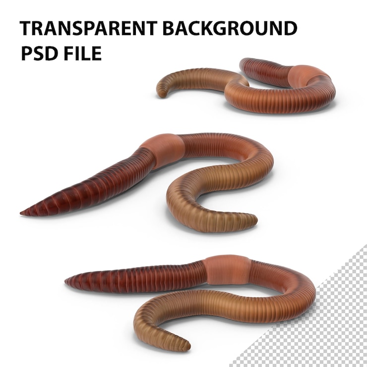 PSD earth worm png