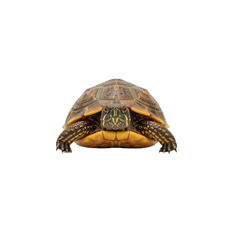 PSD eastern box turtle