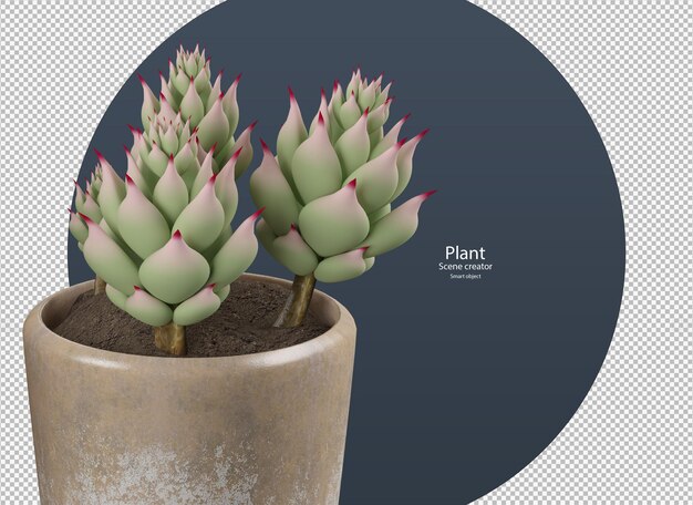 Echeveria elegans in 3d-rendering geïsoleerd