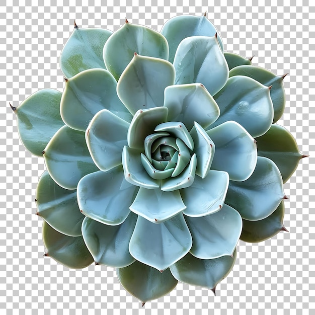 PSD echeveria png with transparent background