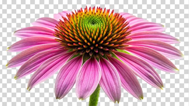 PSD echinacea flower isolated on transparent background