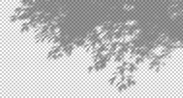 eco shadow shade tree branches blur movement on transparent backgrounds 3d render png
