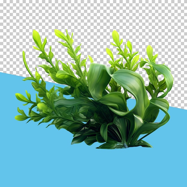 PSD edible seaweed