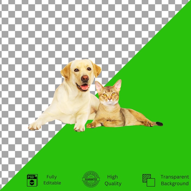 Editable Designs for PetThemed Creativity