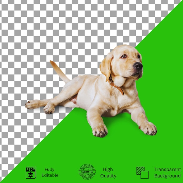 Editable Designs for PetThemed Creativity