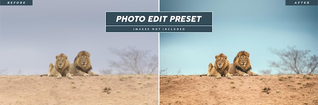 Editable photo edit preset filter for wildlife photographer blogger influencer