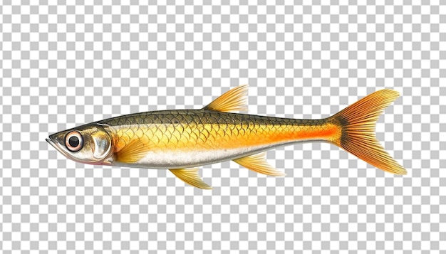 PSD een 3d minnow