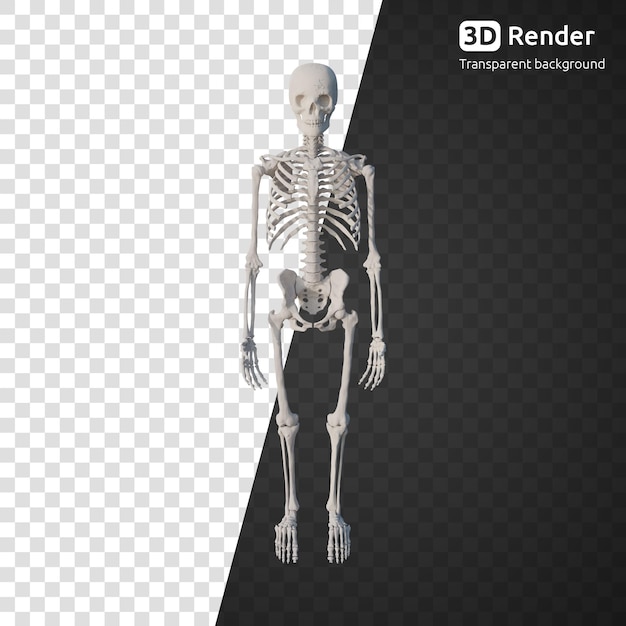PSD een 3d-skeletmodel