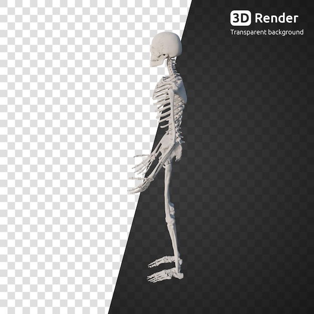 PSD een 3d-skeletmodel