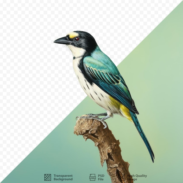 PSD een afbeelding van een vogel met een groene achtergrond met een blauwe en groene agtergrond.