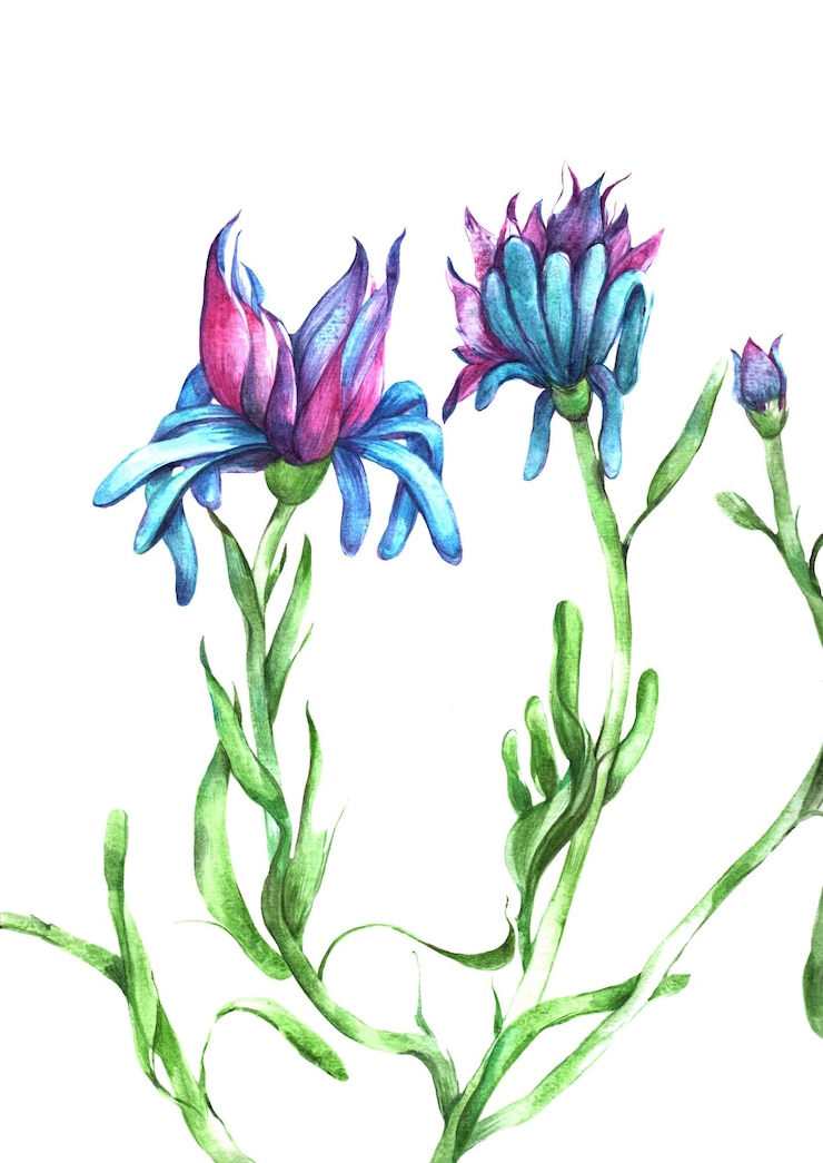 PSD een aquarel bloemen met delicate bloemblaadjes gladde kleurovergangen creëren lichtheid en luchtigheid