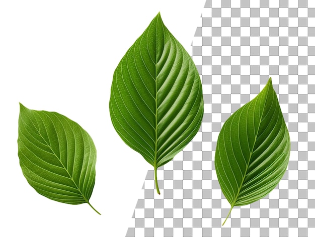 Een blad met groene bladeren op een transparante achtergrond