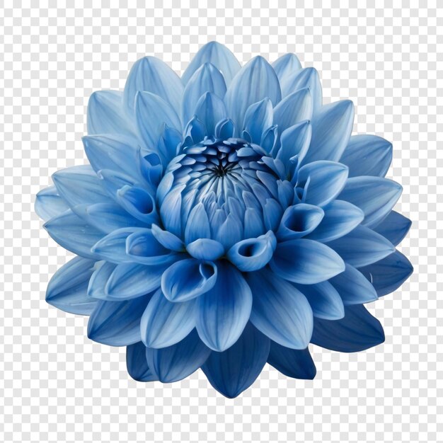 Een blauwe bloem met een blauwe blom erop