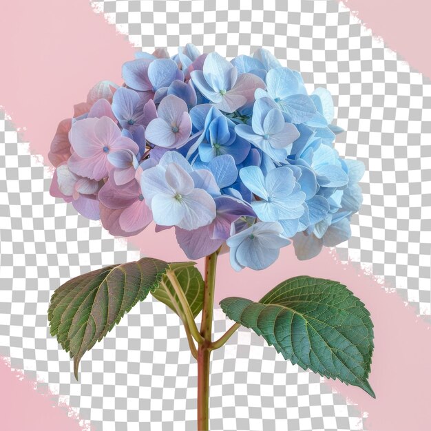 PSD een bloem die roze en blauw is