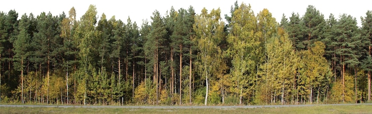PSD een boom in een veld met een hemel achtergrond