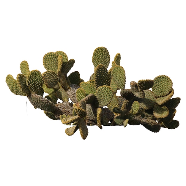 een boom met een groene top en een witte achtergrond
