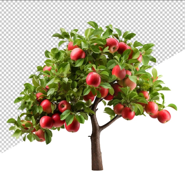PSD een boom met een rode vrucht erop en een foto van een boom met appels erop